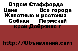 Отдам Стаффорда › Цена ­ 2 000 - Все города Животные и растения » Собаки   . Пермский край,Добрянка г.